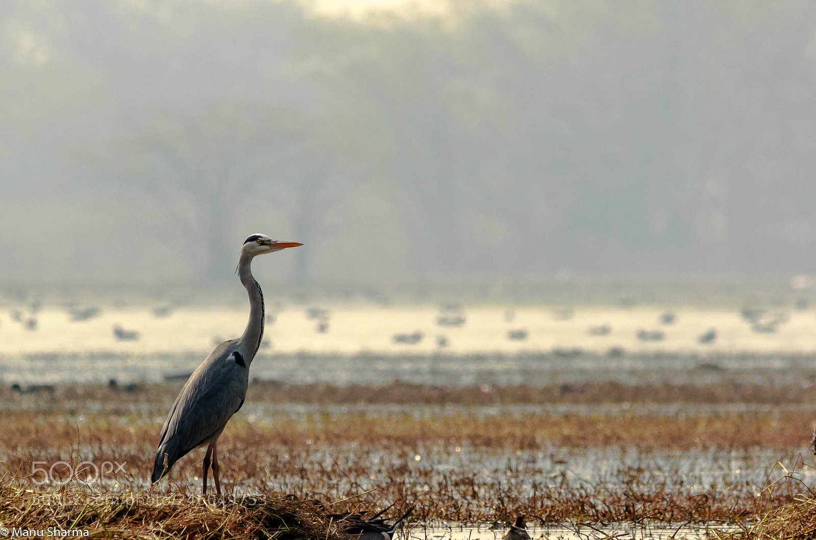 Canon EOS 550D (EOS Rebel T2i / EOS Kiss X4) sample photo. Grey heron photography