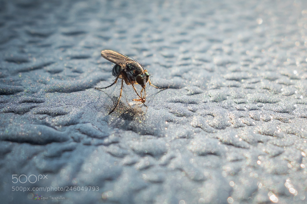 Sony Cyber-shot DSC-RX100 sample photo. Macro predator photography