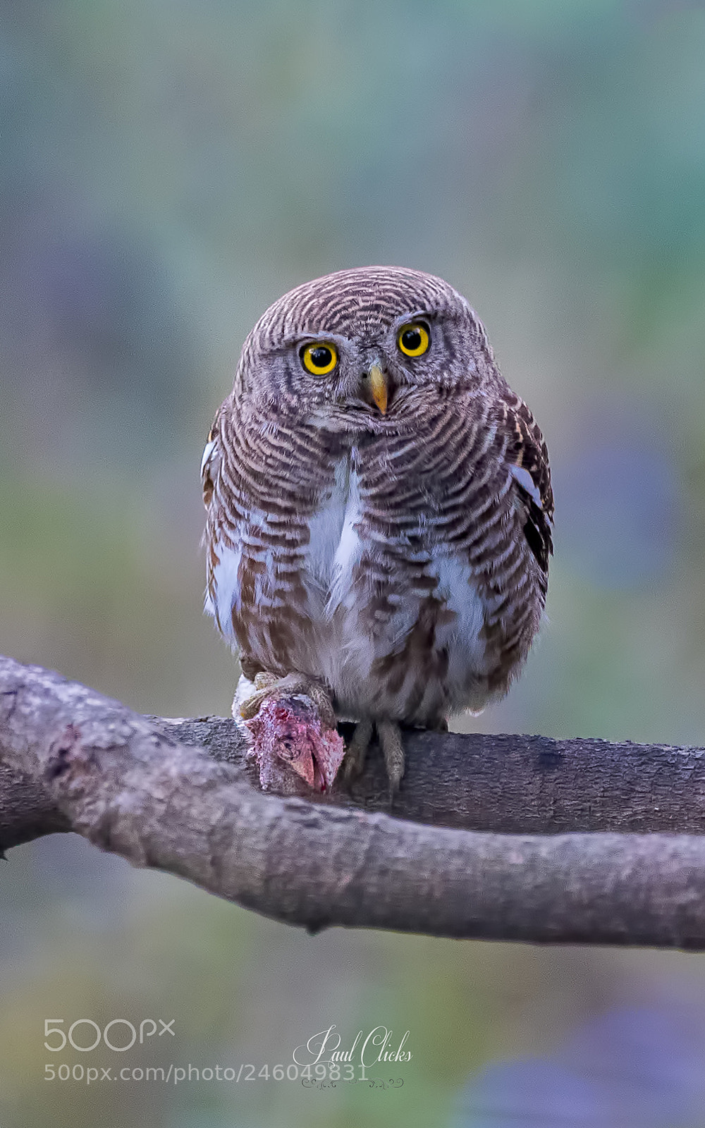 Nikon D500 sample photo. The asian barred owlet photography