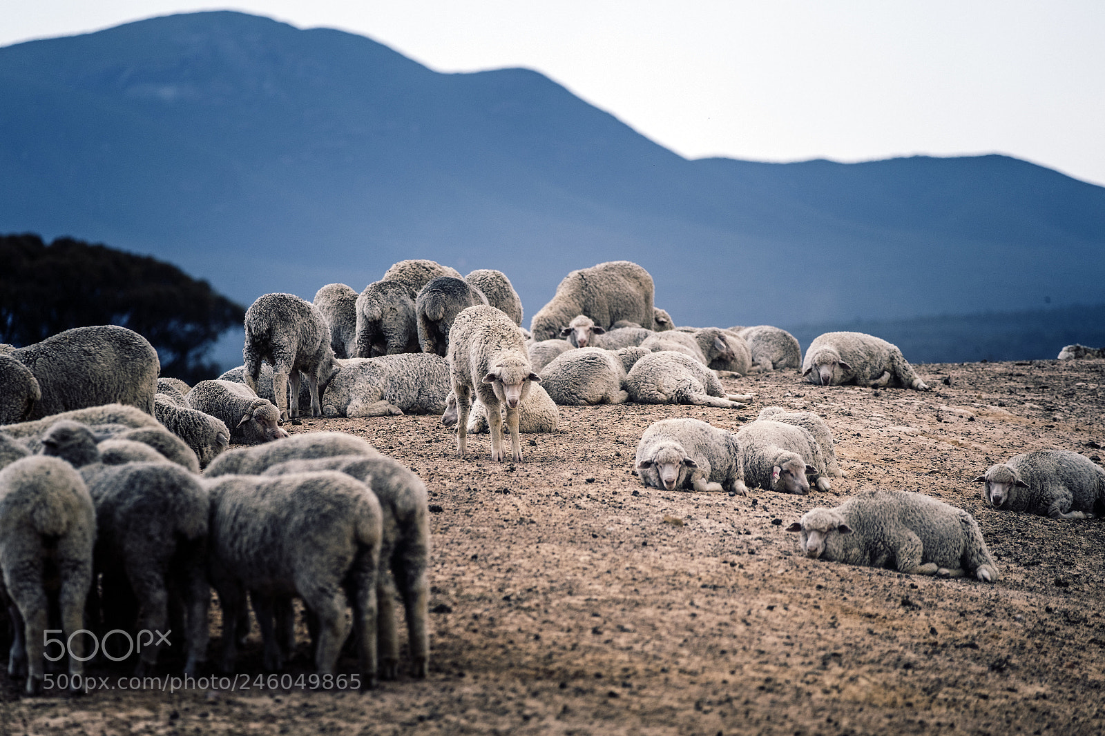 Fujifilm X-T2 sample photo. Herd of sheep photography