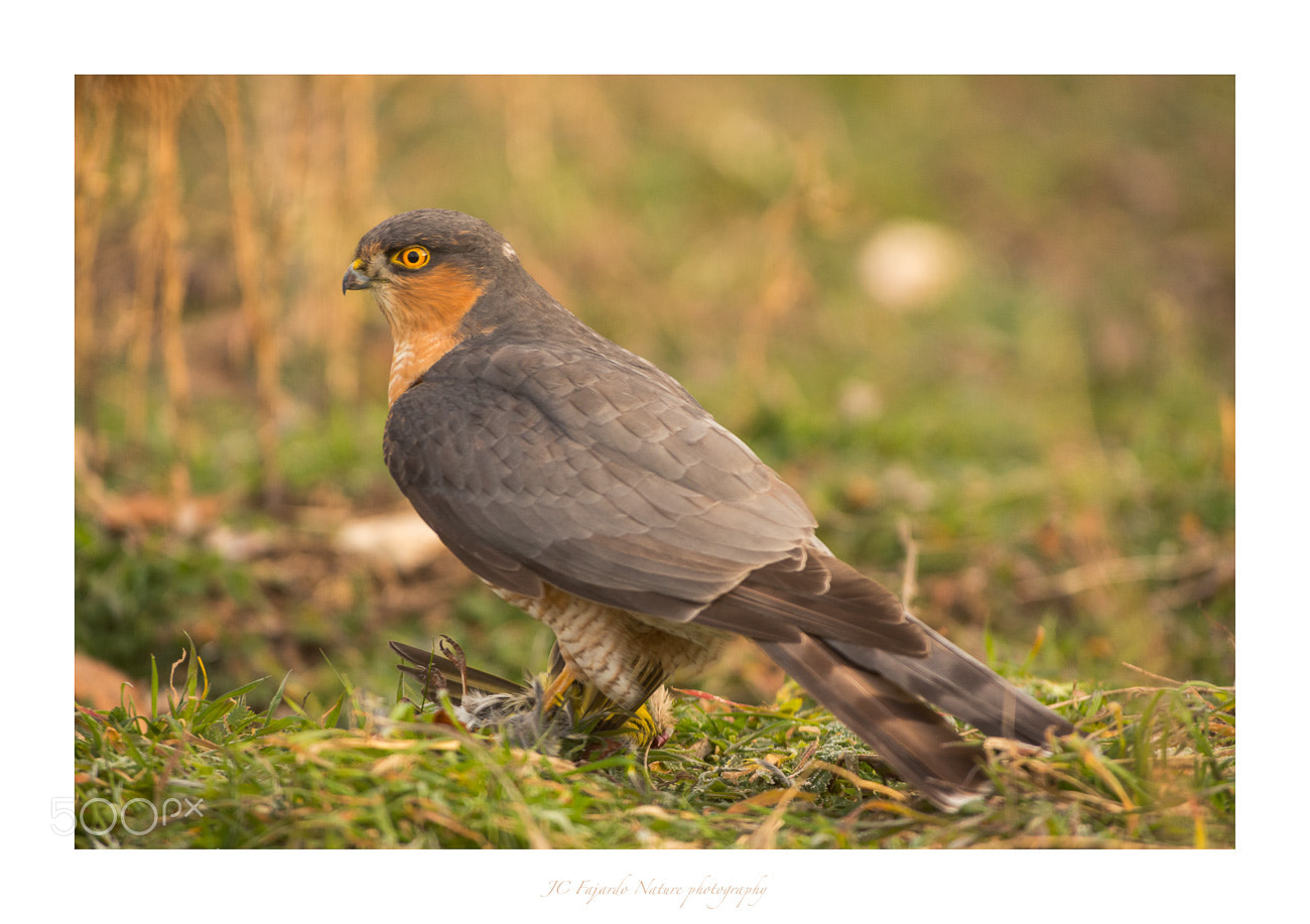 Nikon D800 sample photo. The hunter photography