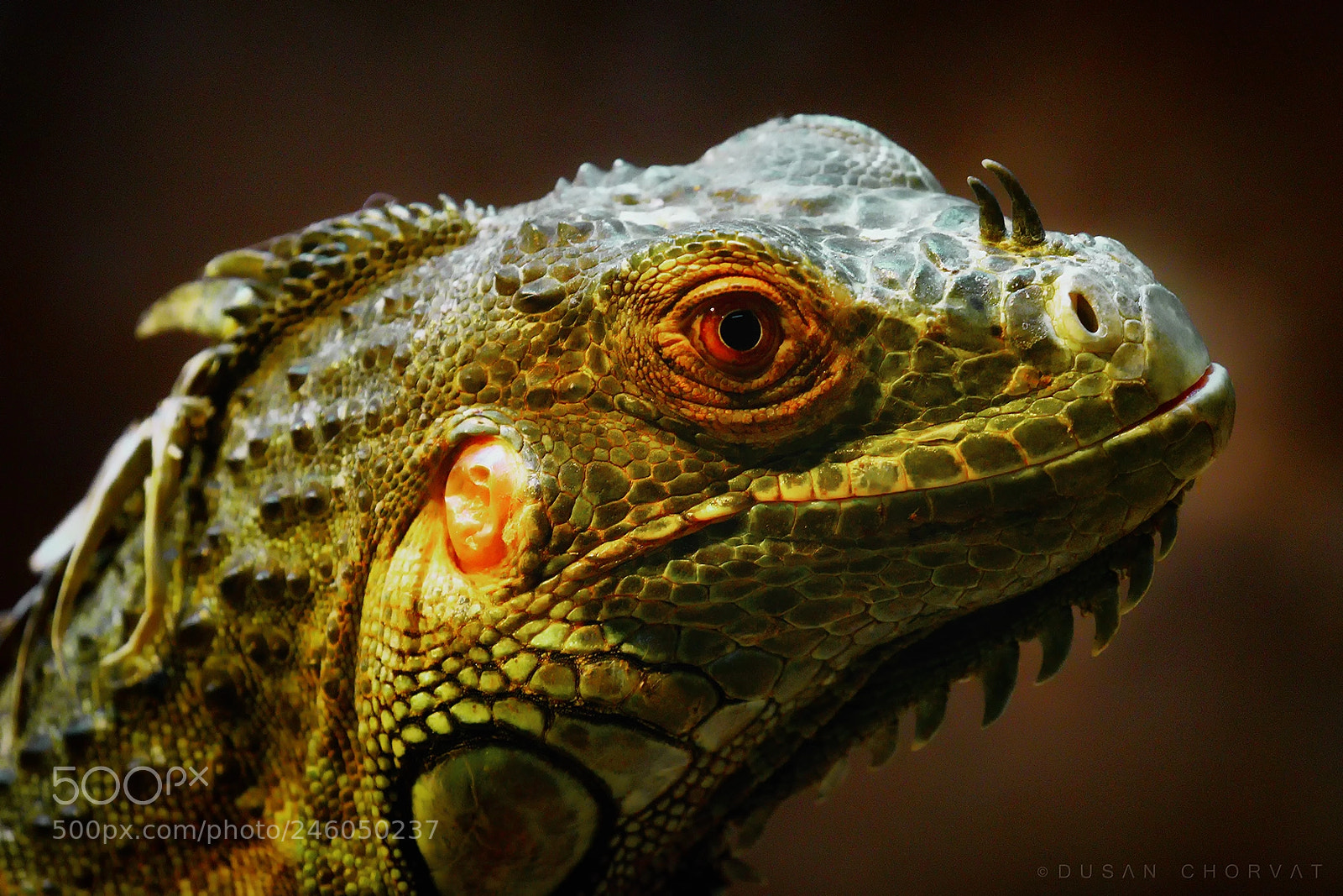 Canon EOS 7D Mark II sample photo. Dragon photography