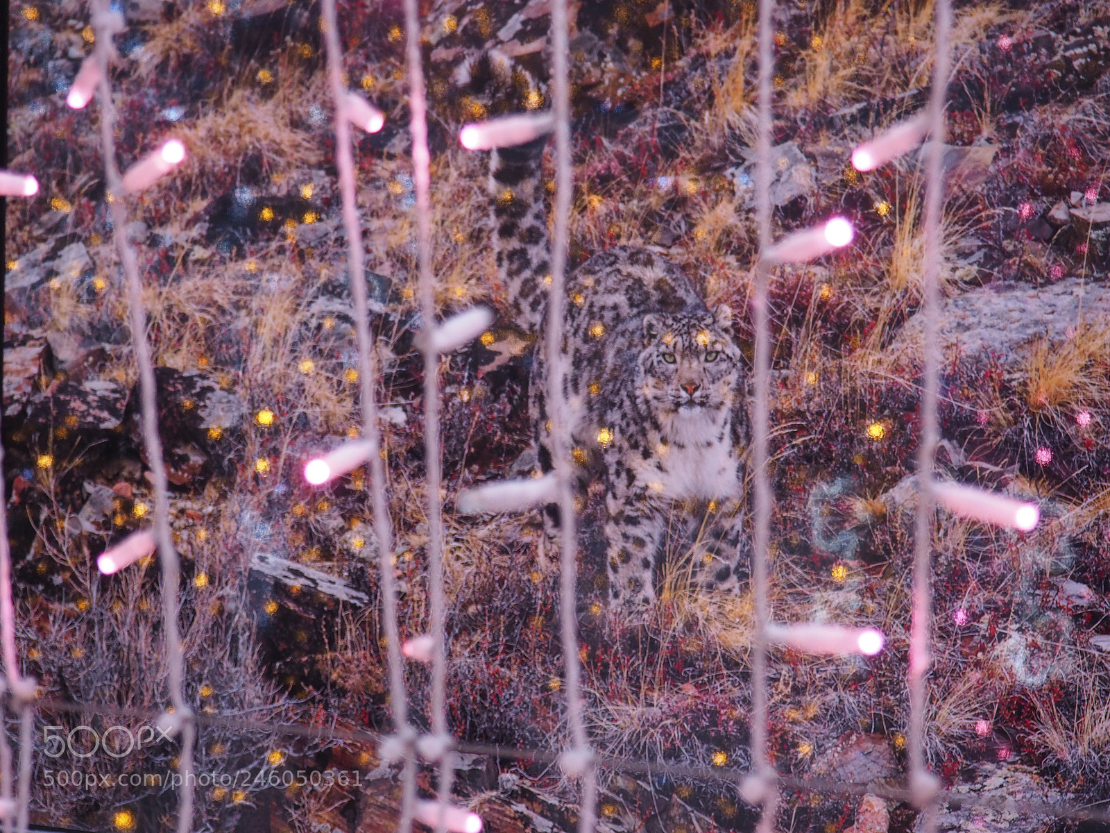 Olympus OM-D E-M10 II sample photo. In a festive cage photography