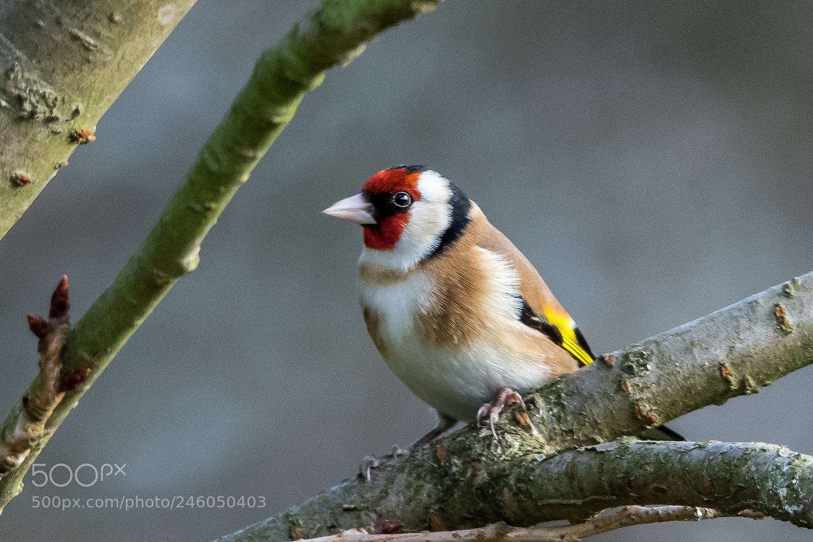 Nikon D850 sample photo. Goldfinch photography