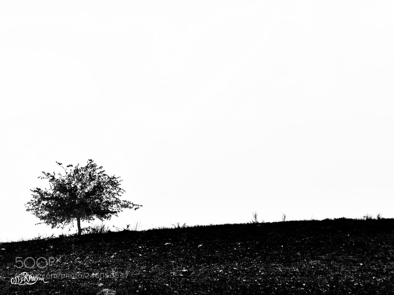 Nikon D7200 sample photo. Single tree only photography