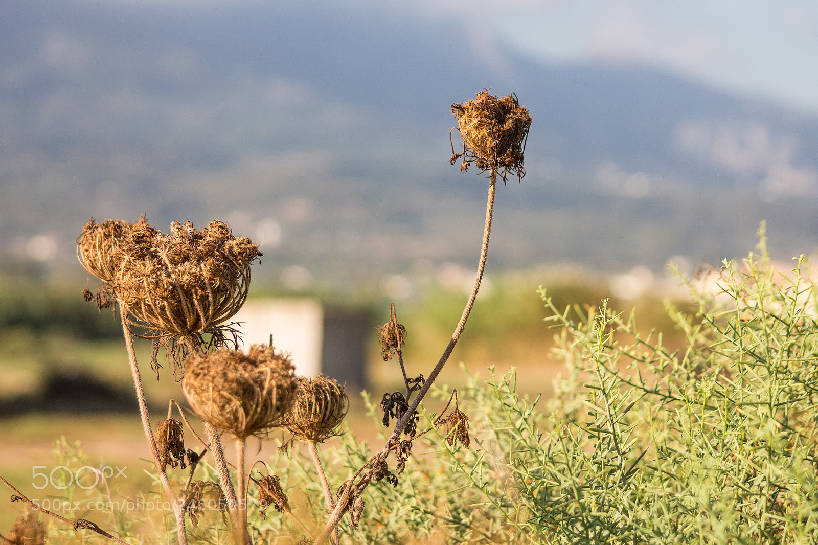 Canon EOS 700D (EOS Rebel T5i / EOS Kiss X7i) sample photo. Nature of kos photography