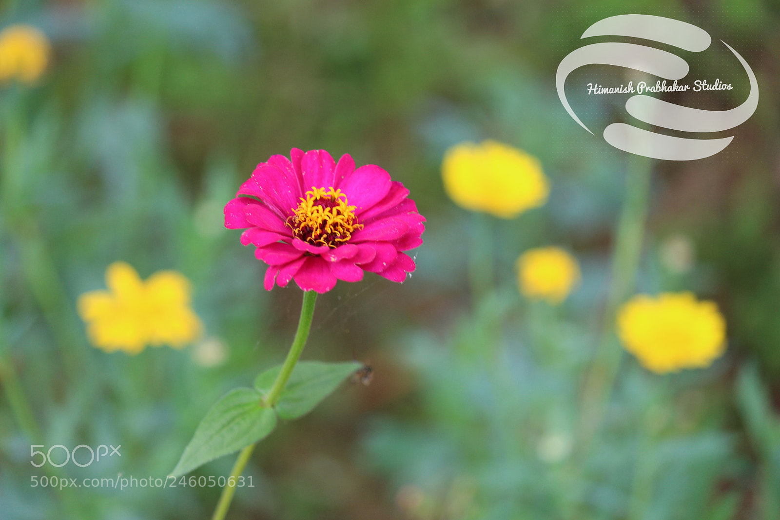 Canon EOS 700D (EOS Rebel T5i / EOS Kiss X7i) sample photo. Pink flower yello background photography