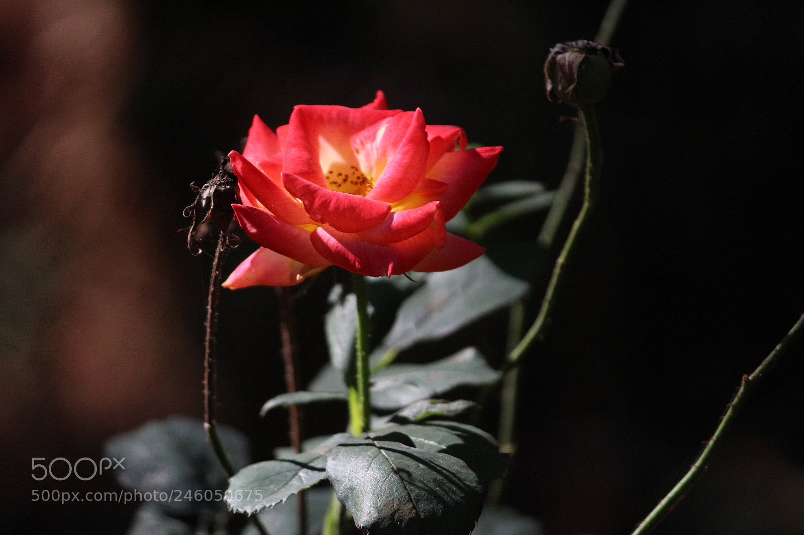 Canon EF-S 55-250mm F4-5.6 IS II sample photo. Valentine's day photography