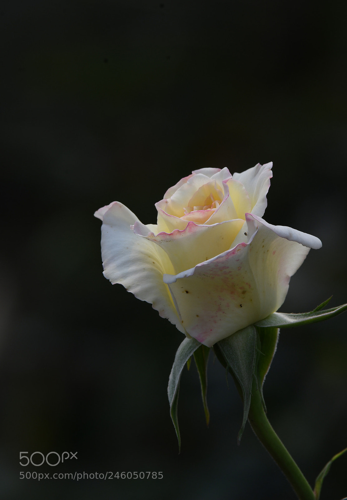 Nikon D500 sample photo. Untitled photography