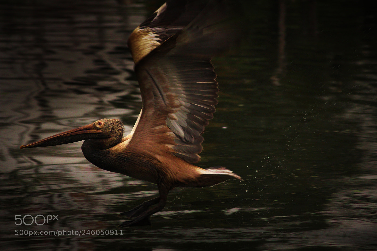 Canon EOS 550D (EOS Rebel T2i / EOS Kiss X4) sample photo. Pelican touchdown photography