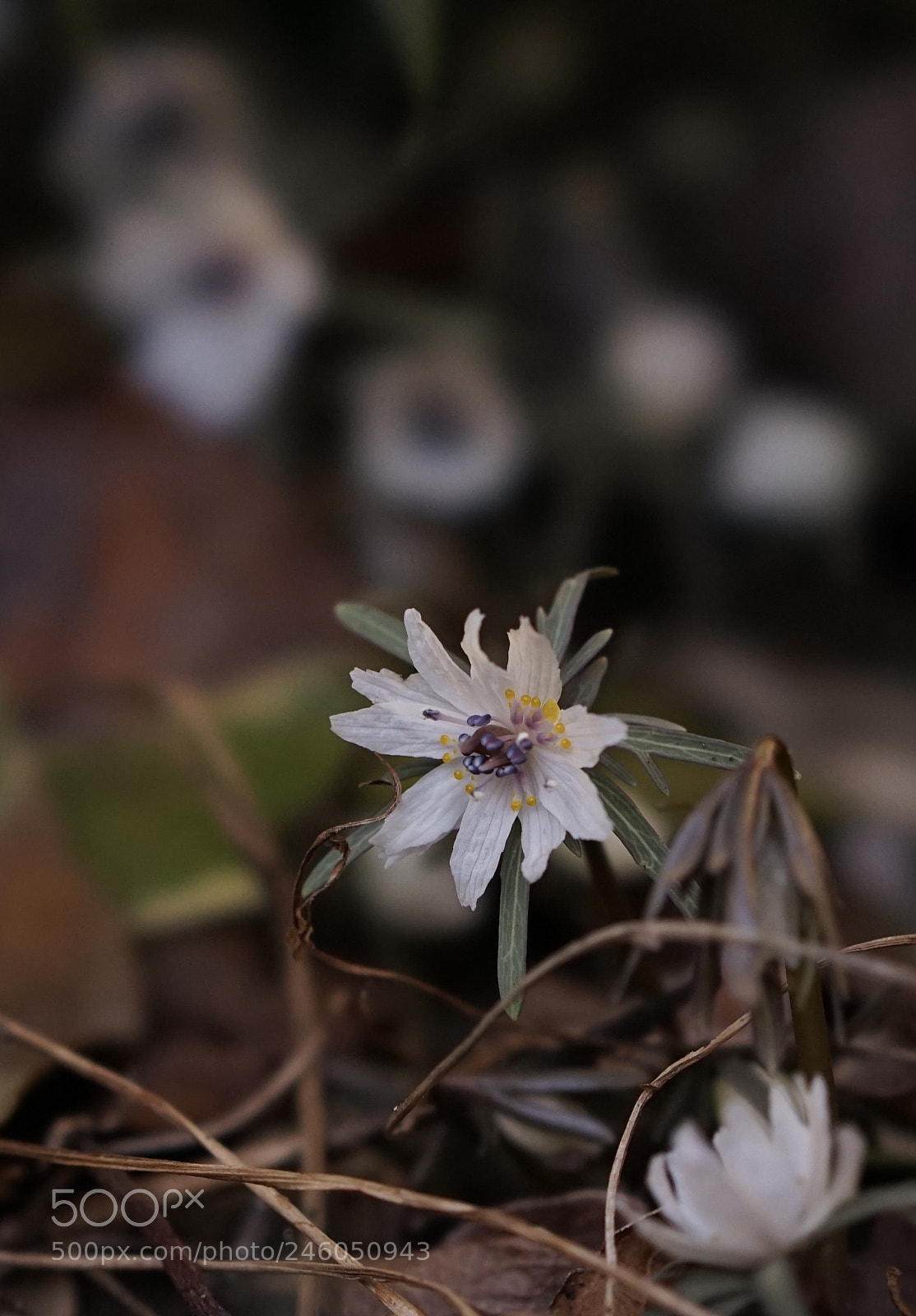 Sony a7 II sample photo. I'm not alone. photography