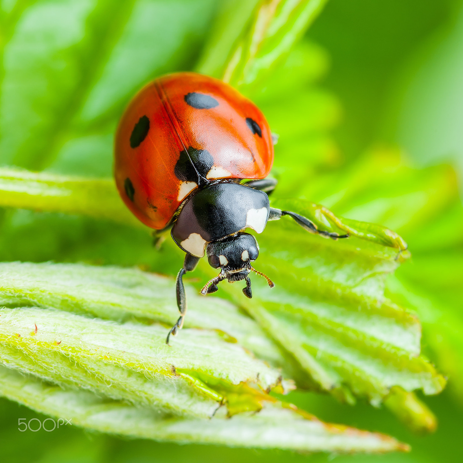 Samsung GX-10 sample photo. Ladybug insect on leaf macro photography