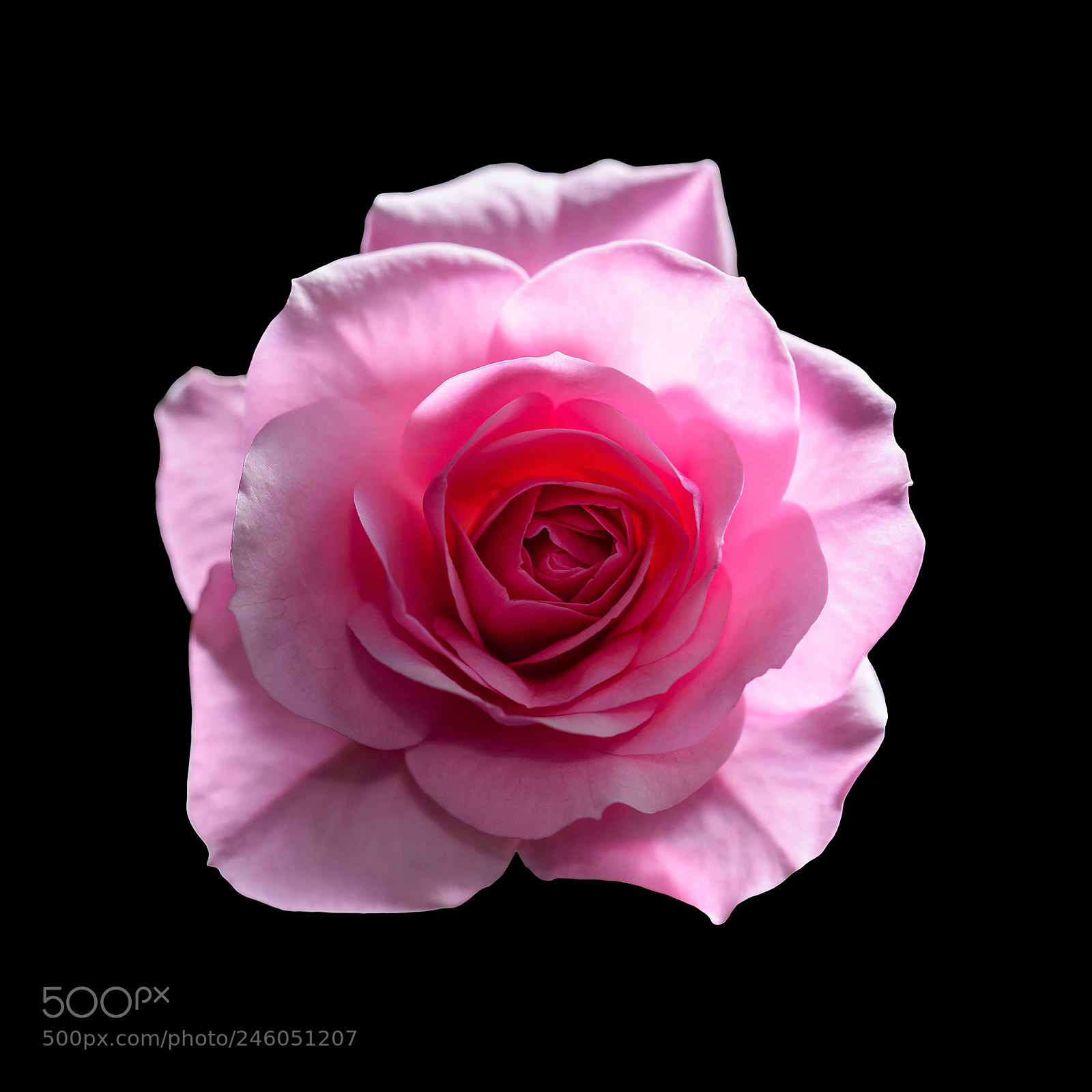 Nikon D800 sample photo. Beautiful rose flower isolated photography