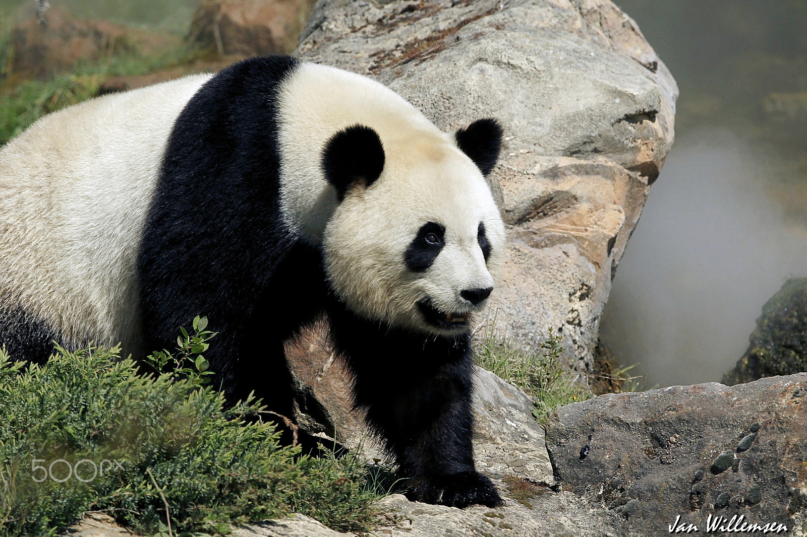 Canon EF 300mm F2.8L IS II USM sample photo. Giant panda photography
