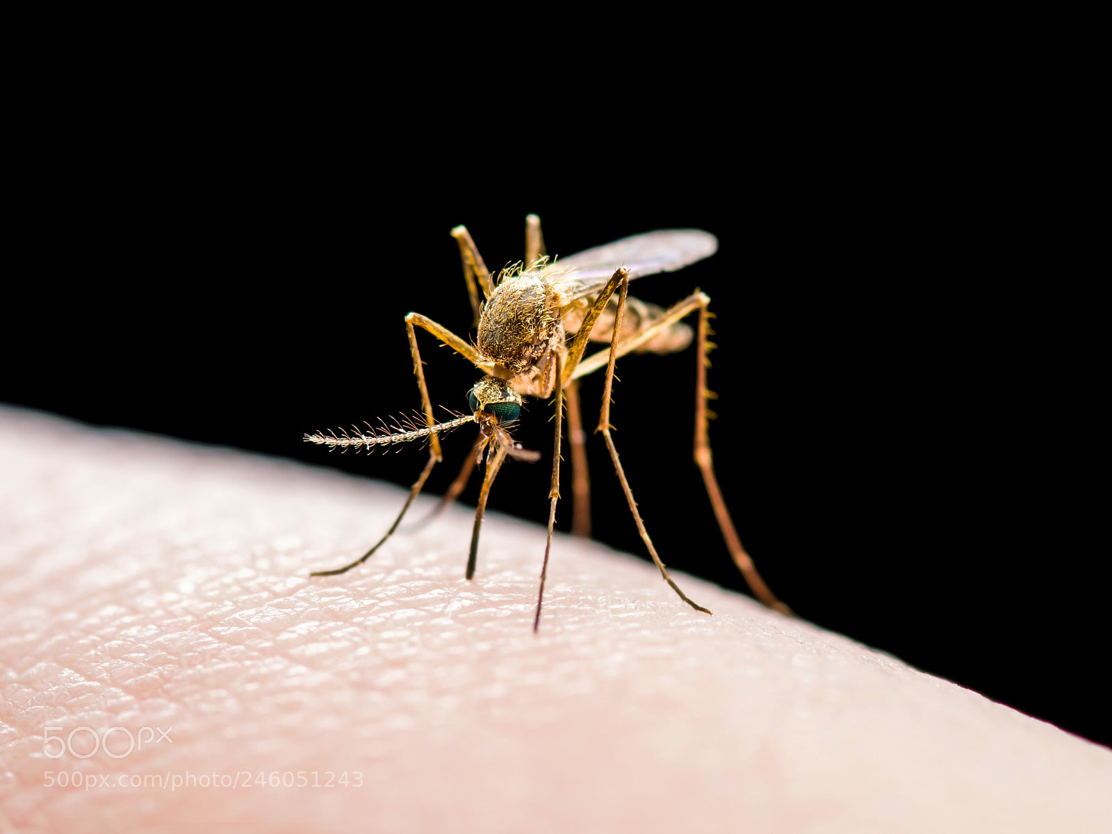 Pentax K-30 sample photo. Yellow fever, malaria or photography