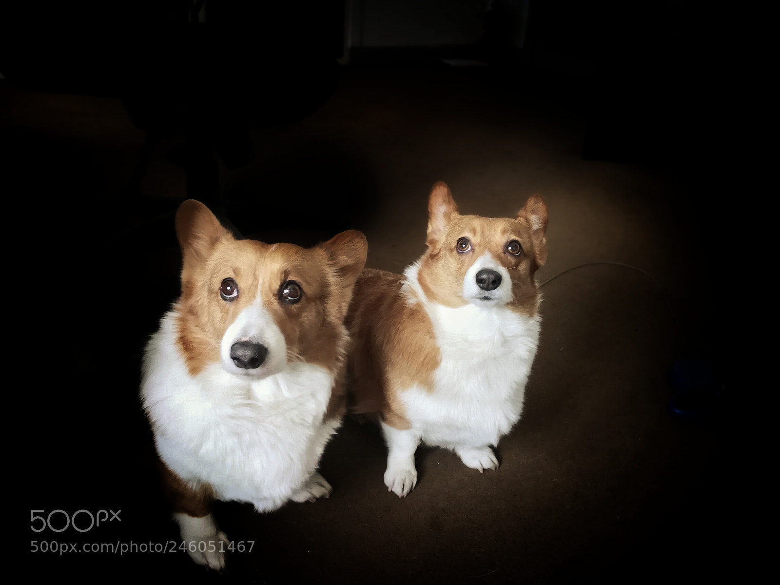HUAWEI Mate 10 sample photo. Dog photography