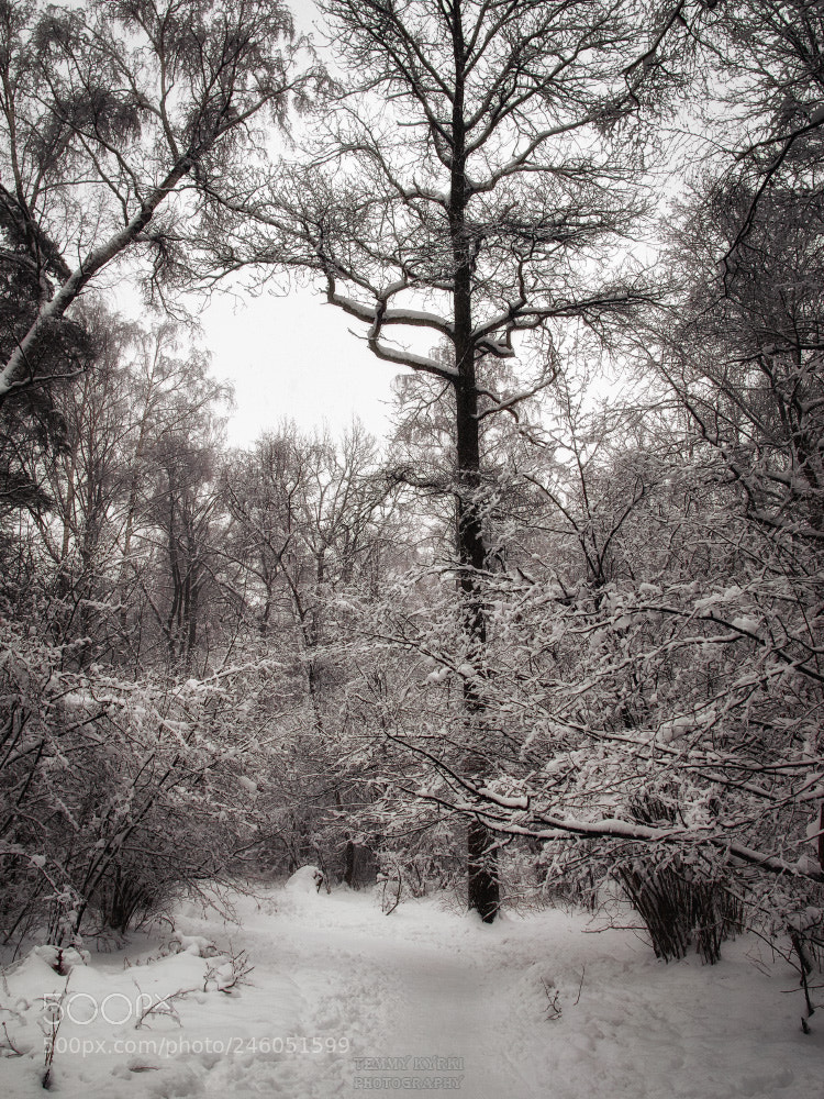 Olympus OM-D E-M1 sample photo. Winter forest photography