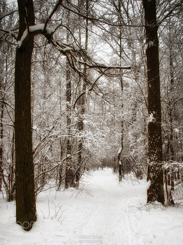 Olympus OM-D E-M1 sample photo. Winter forest photography
