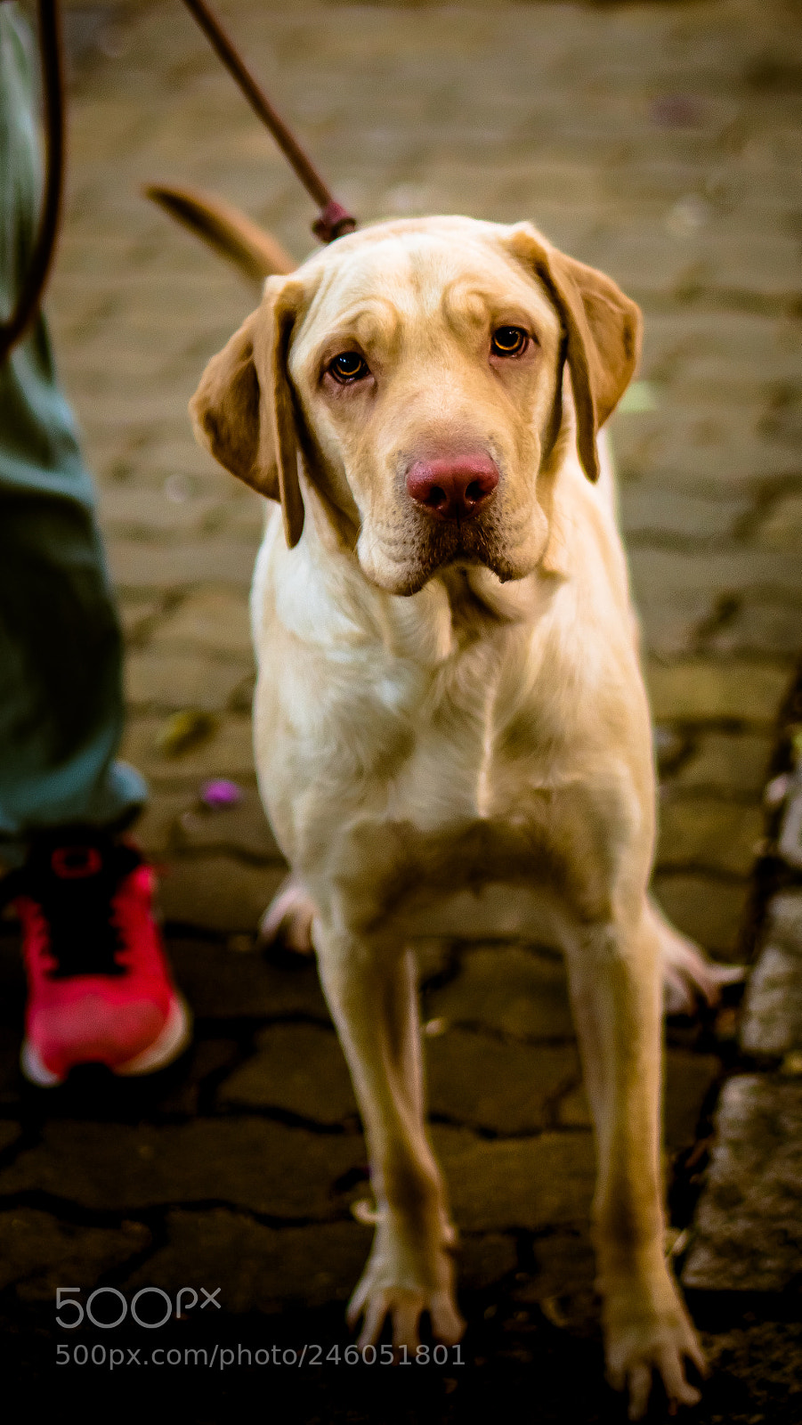 Sony a6300 sample photo. A short walk to photography