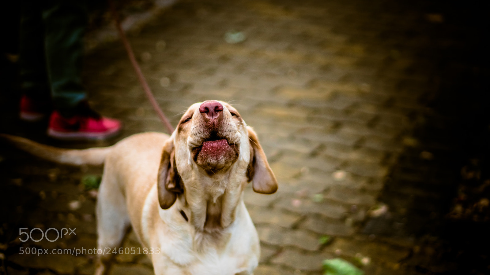 Sony a6300 sample photo. A short walk to photography