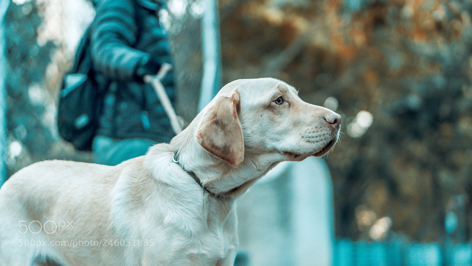 Sony a6300 sample photo. A short walk to photography