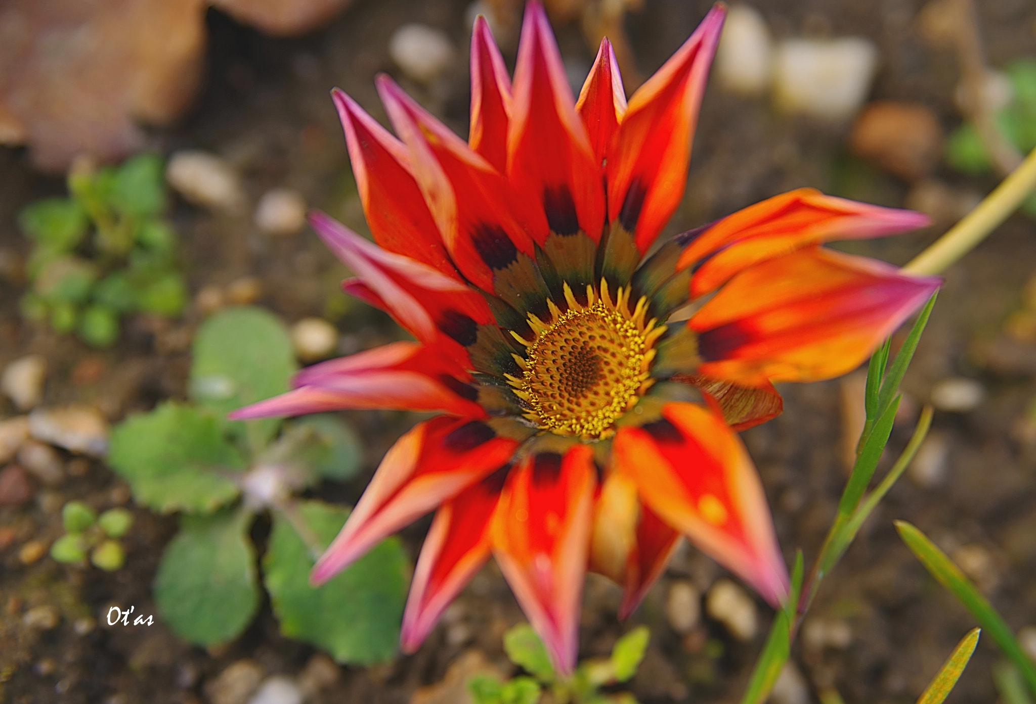 Pentax K-1 sample photo. Gazania photography