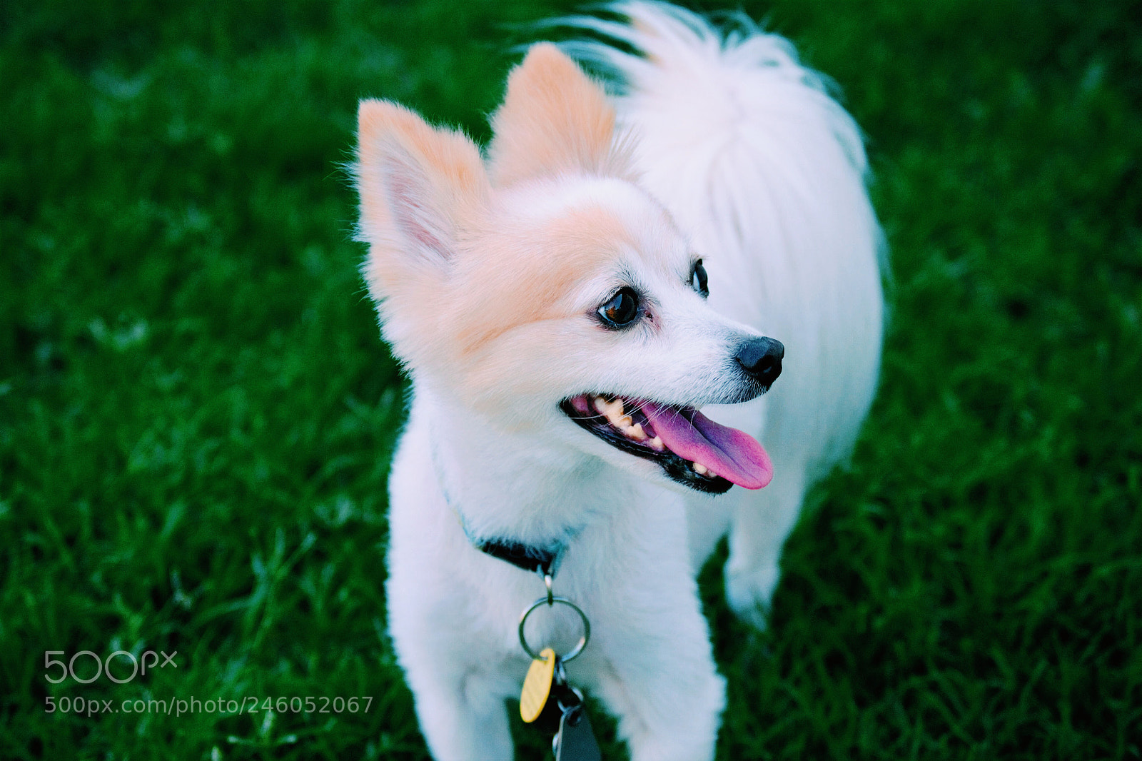 Nikon D3100 sample photo. My love photography