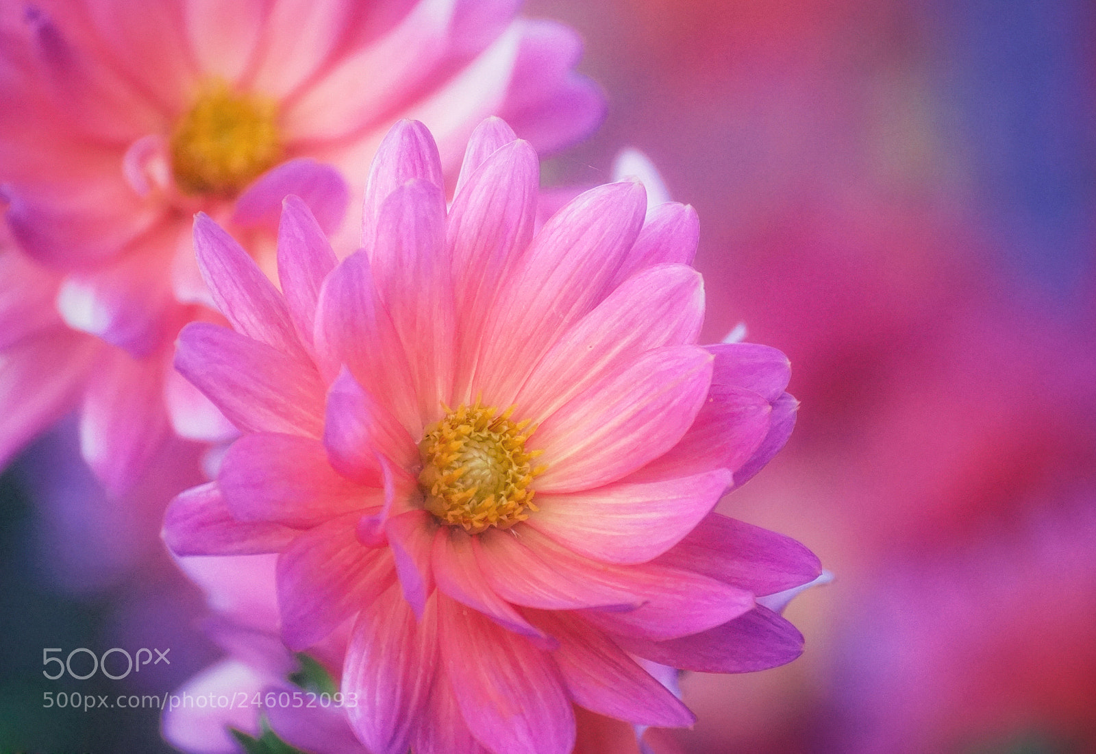 Sony SLT-A77 sample photo. Love photography