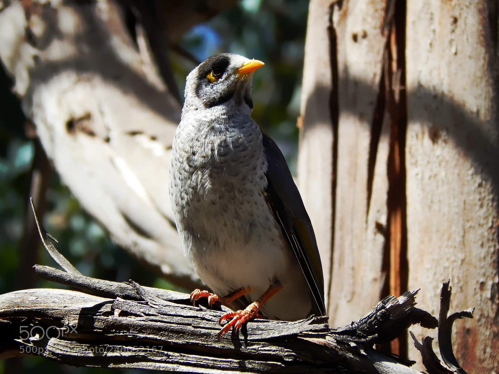 Nikon Coolpix L830 sample photo. Noisy miner bird photography