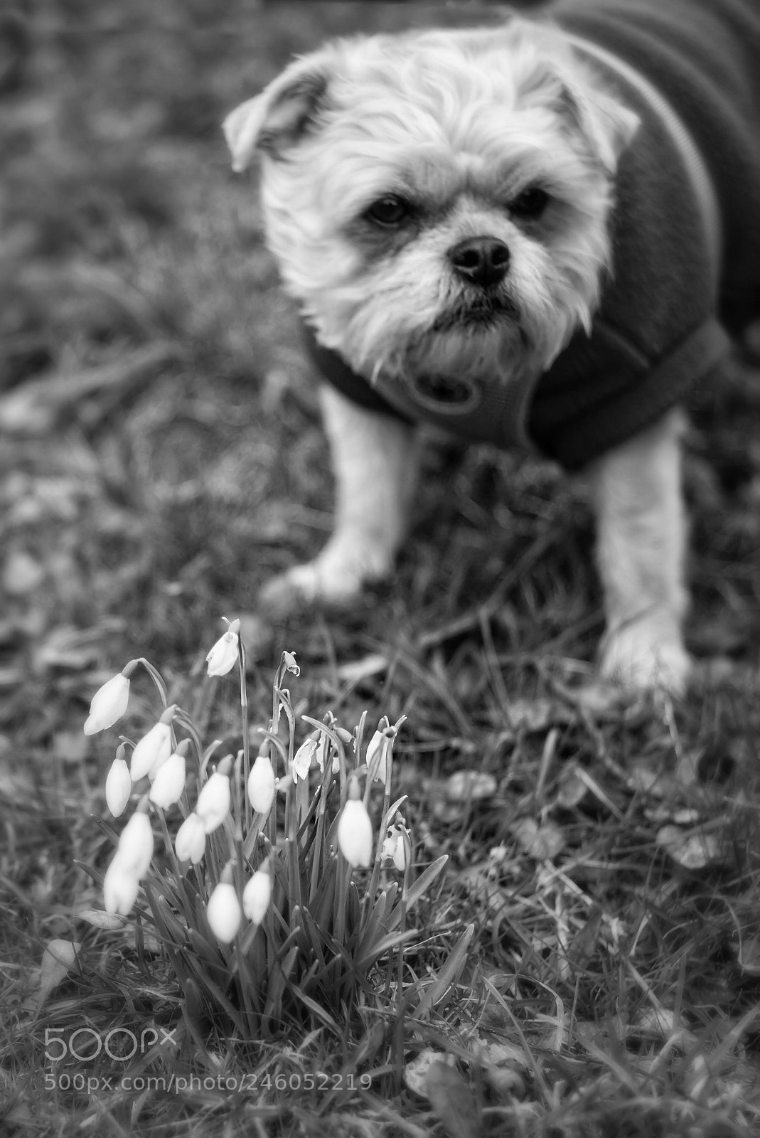 Leica M (Typ 240) sample photo. Valentine snowdrops and ...... photography