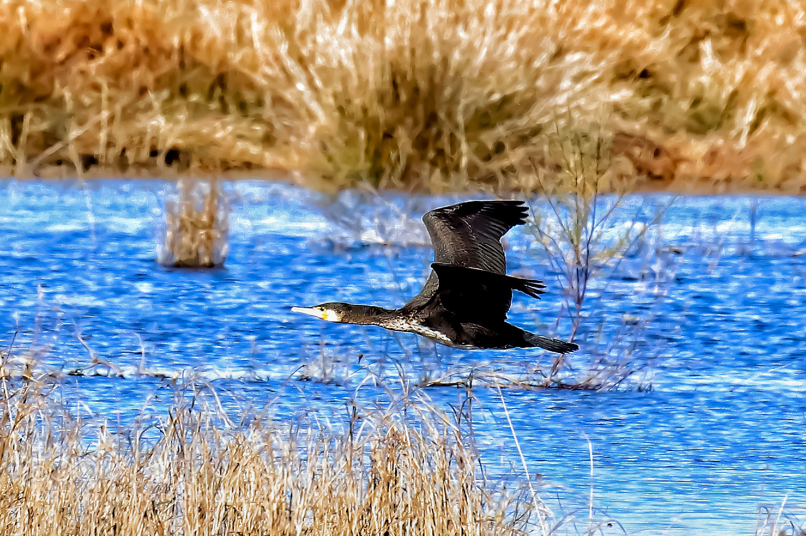 Canon EOS 77D (EOS 9000D / EOS 770D) sample photo. The art of nature photography