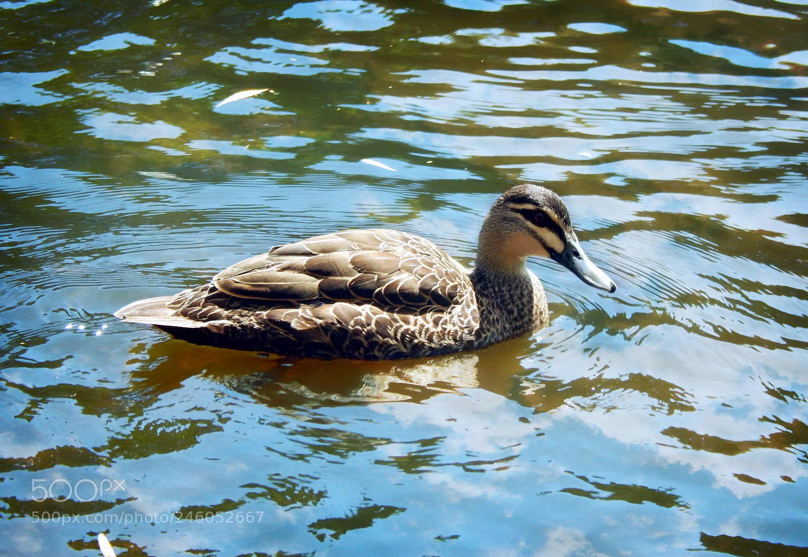 Nikon Coolpix L830 sample photo. Pacific black duck photography