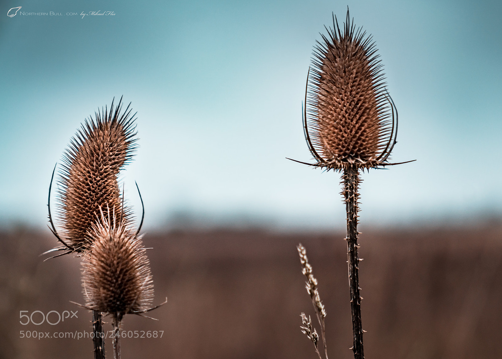 Sony a7R II sample photo. Brown and teal photography