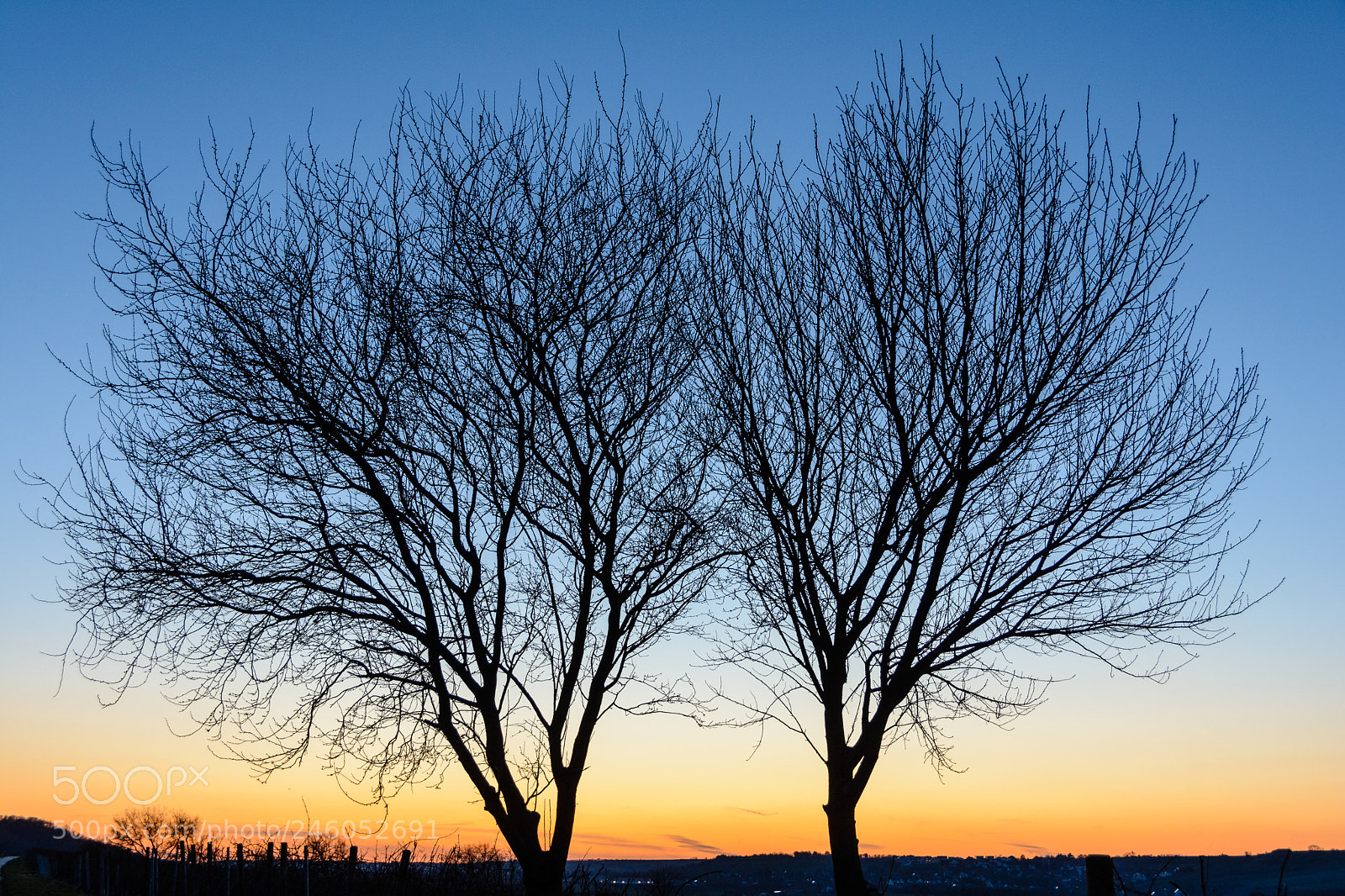 Nikon D7100 sample photo. Ba ume in der photography