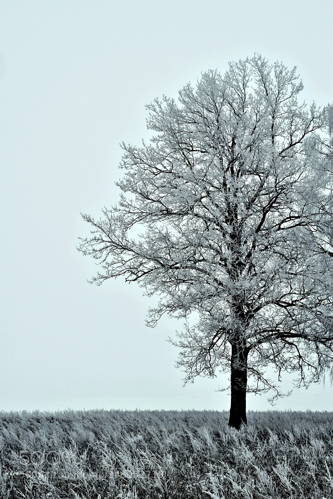 Nikon D5600 sample photo. White photography