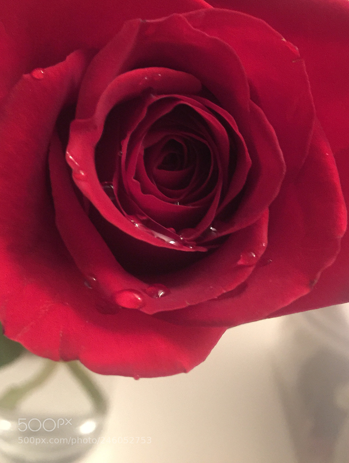 Apple iPhone 6 Plus sample photo. Drop and red photography