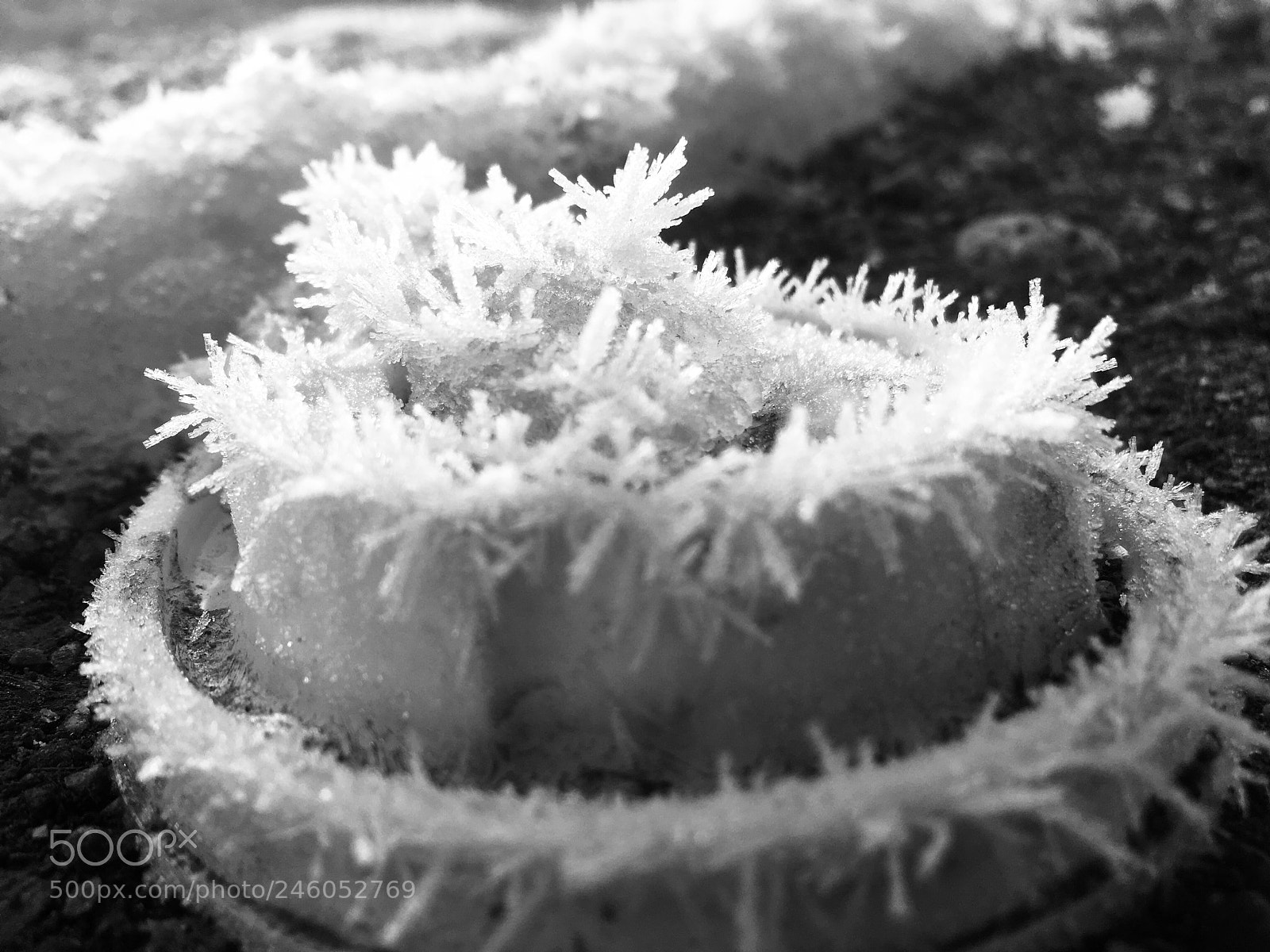 Apple iPhone SE sample photo. Nature waste art photography