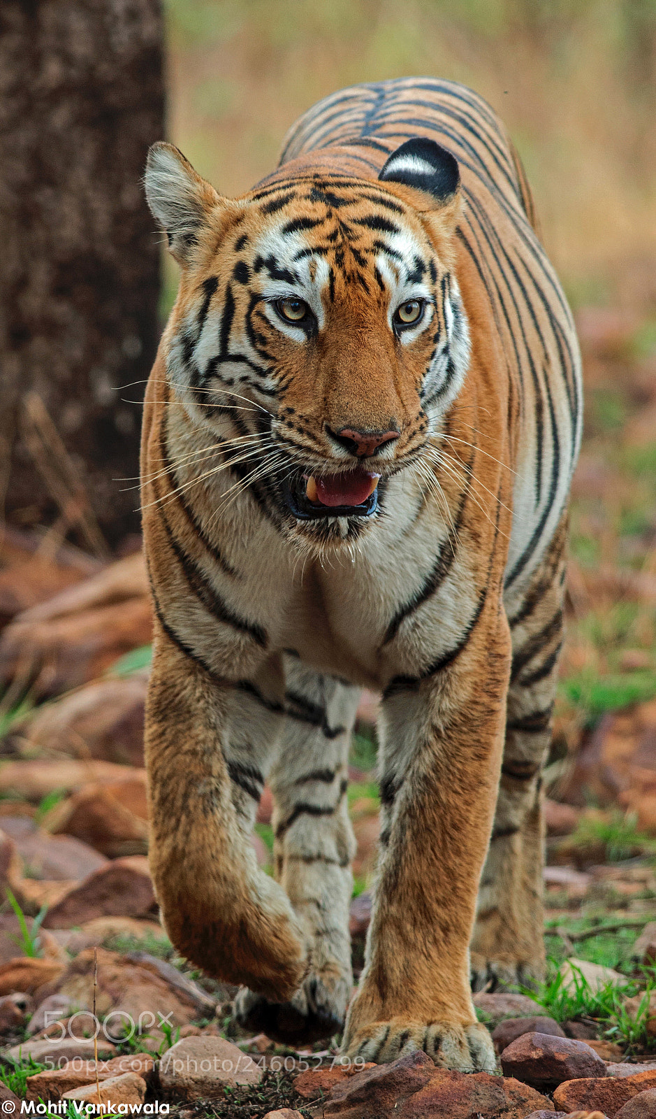 Nikon D3200 sample photo. **bengal tiger**  photography