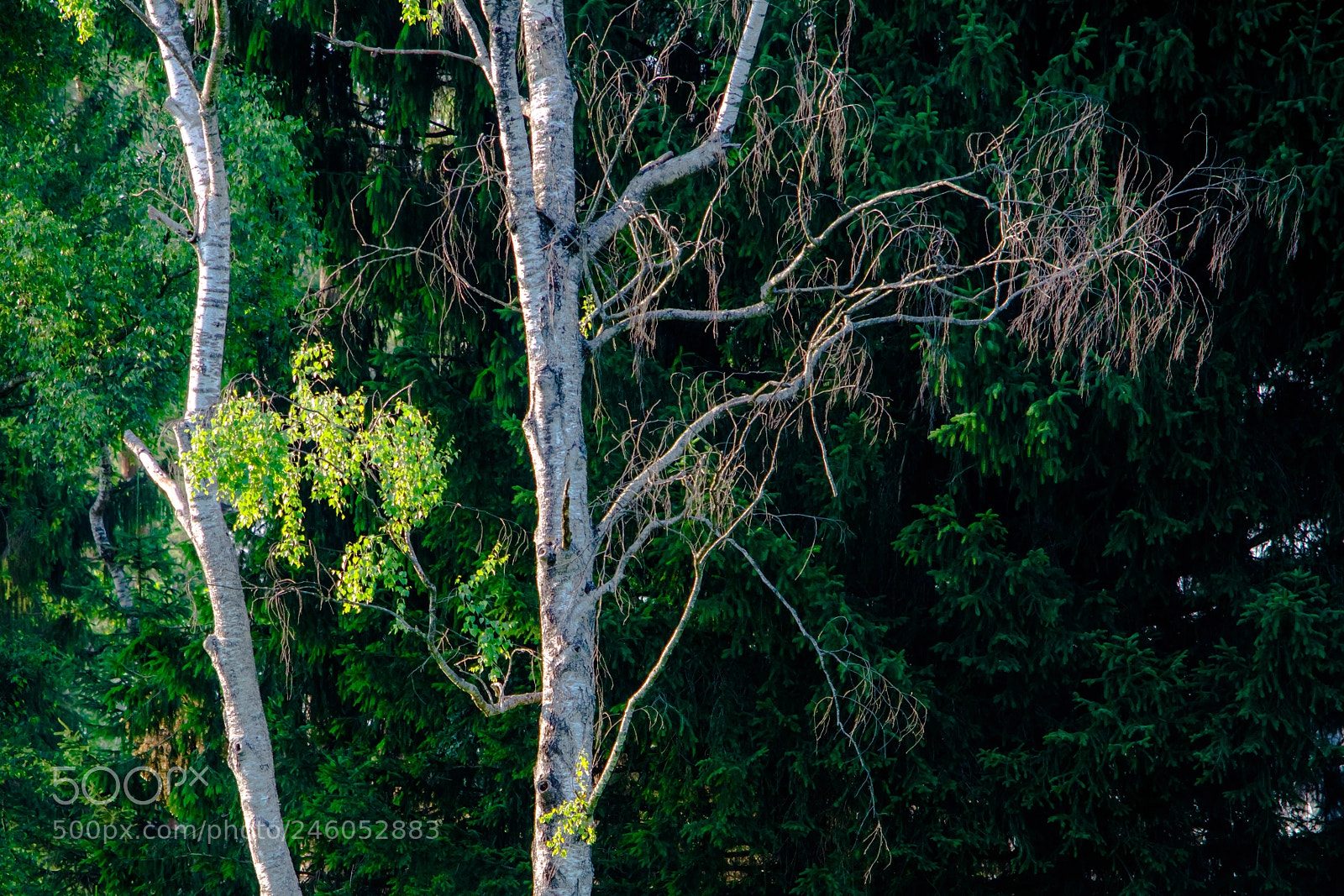 Nikon D7100 sample photo. Tree sprouting and rotting photography