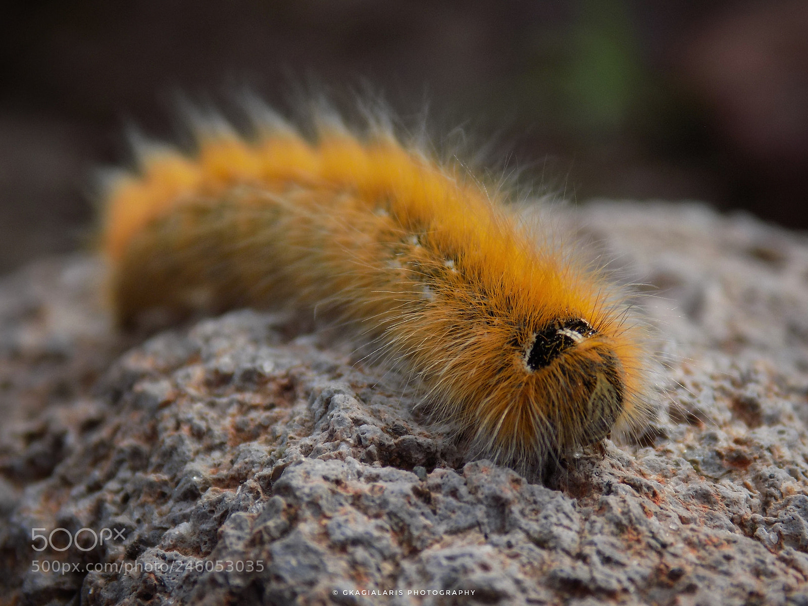 Nikon COOLPIX L330 sample photo. Caterpillar... photography