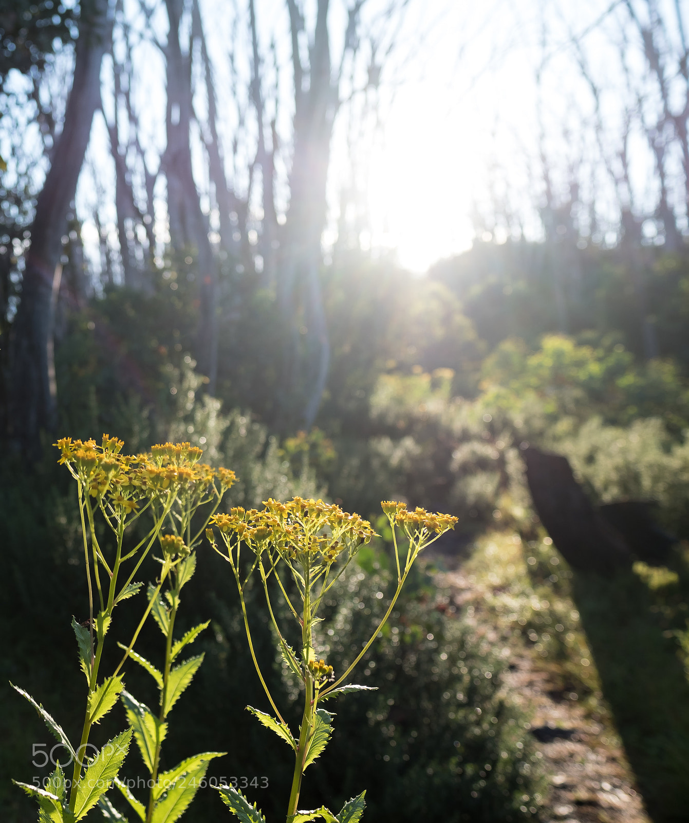 Fujifilm X-T2 sample photo. Summer wildflowers photography