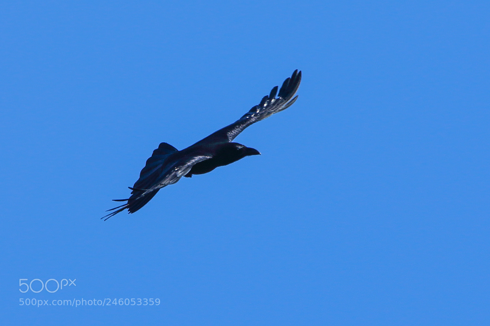 Canon EOS 7D Mark II sample photo. Jungle crow photography