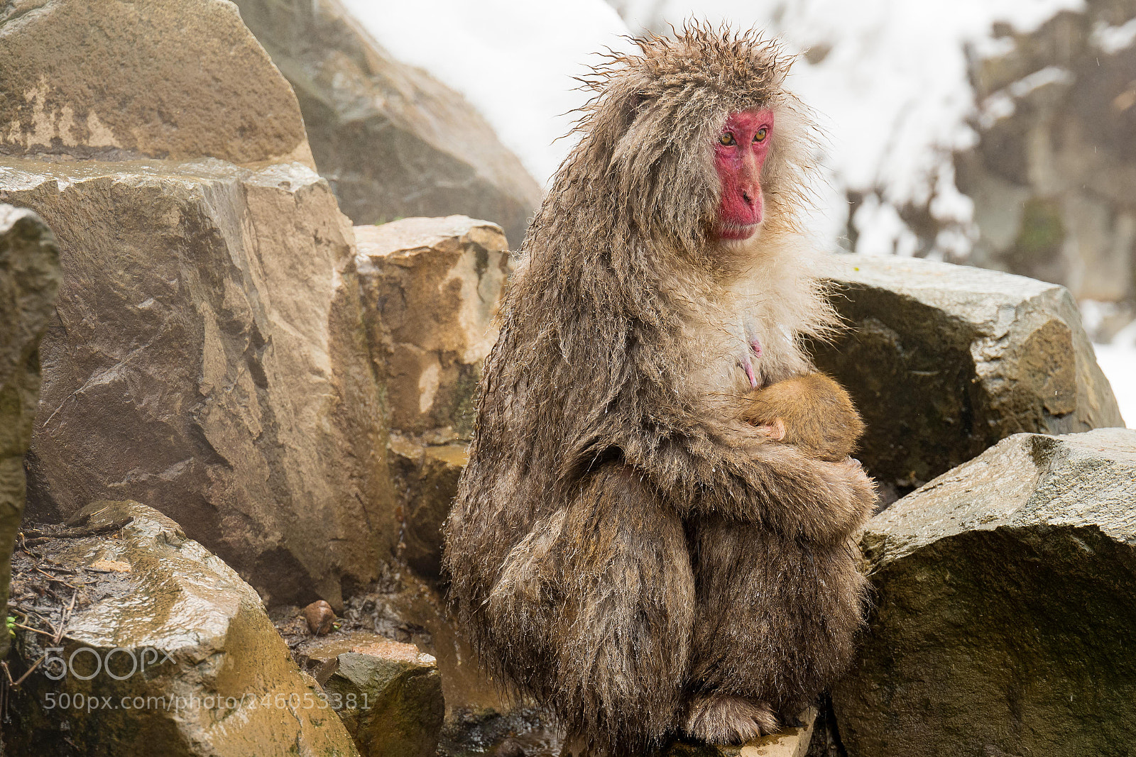 Leica SL (Typ 601) sample photo. Snow monkey 8 photography