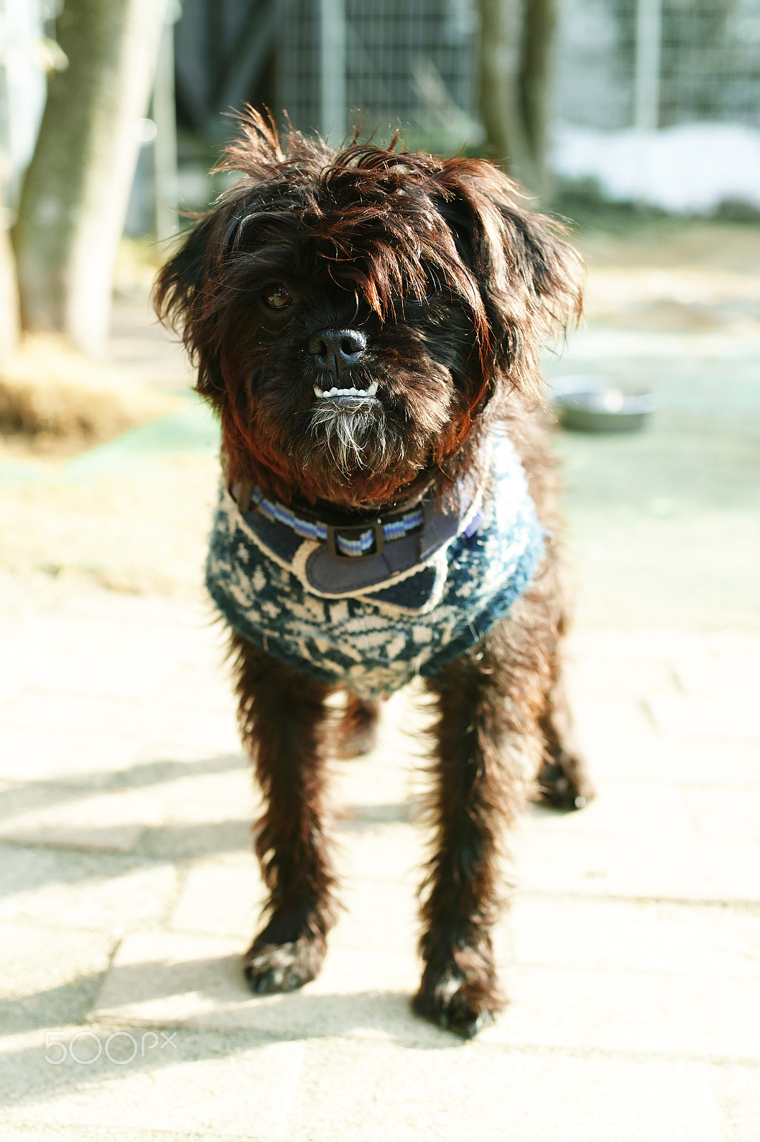Sigma sd Quattro sample photo. My dog photography