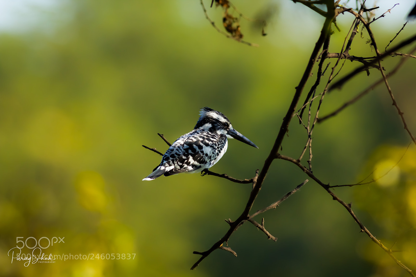 Canon EOS 550D (EOS Rebel T2i / EOS Kiss X4) sample photo. Pied kingfisher photography