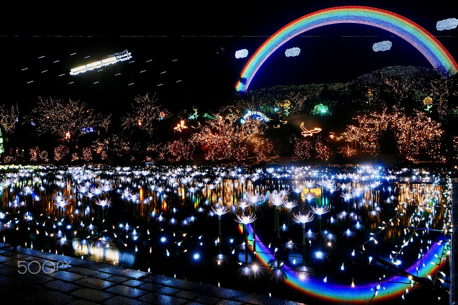 Sigma sd Quattro H sample photo. Flower park  illumination photography