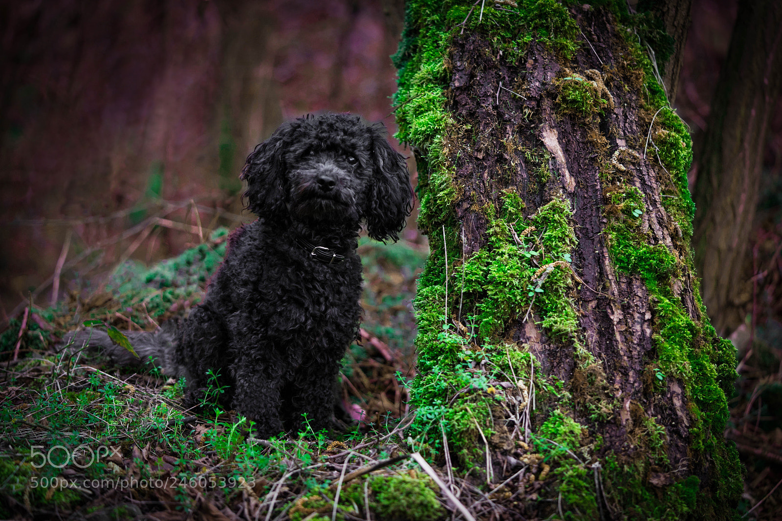 Sony a7 II sample photo. Lucky in the woods photography