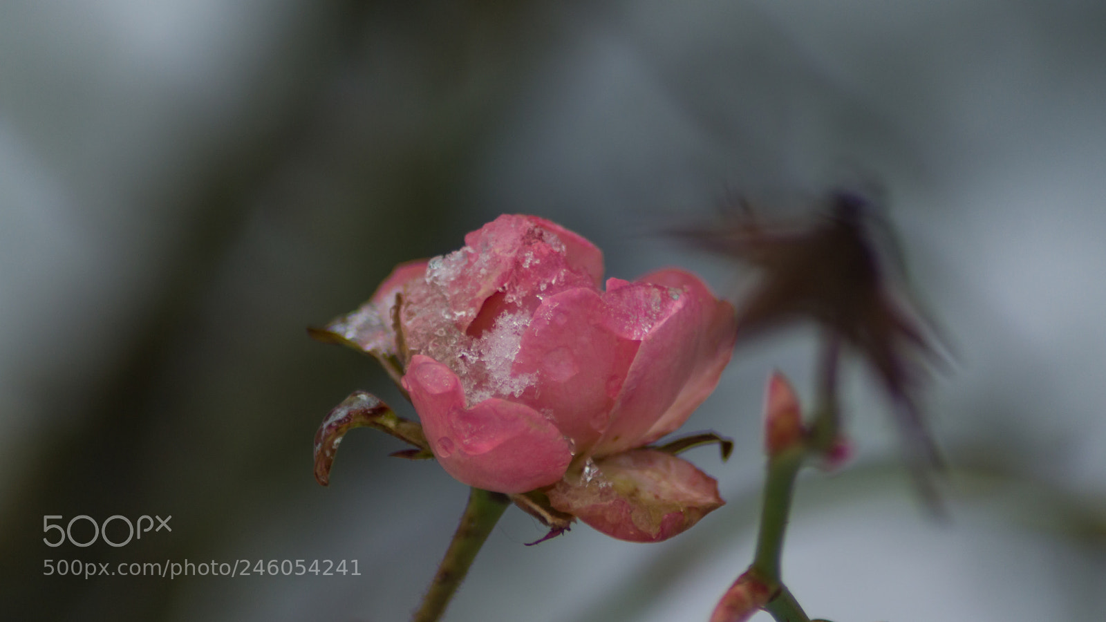 Sony SLT-A65 (SLT-A65V) sample photo. Frozen rose photography