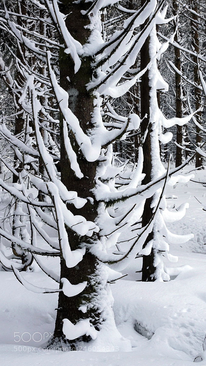 Sony ILCA-77M2 sample photo. Winter creation photography