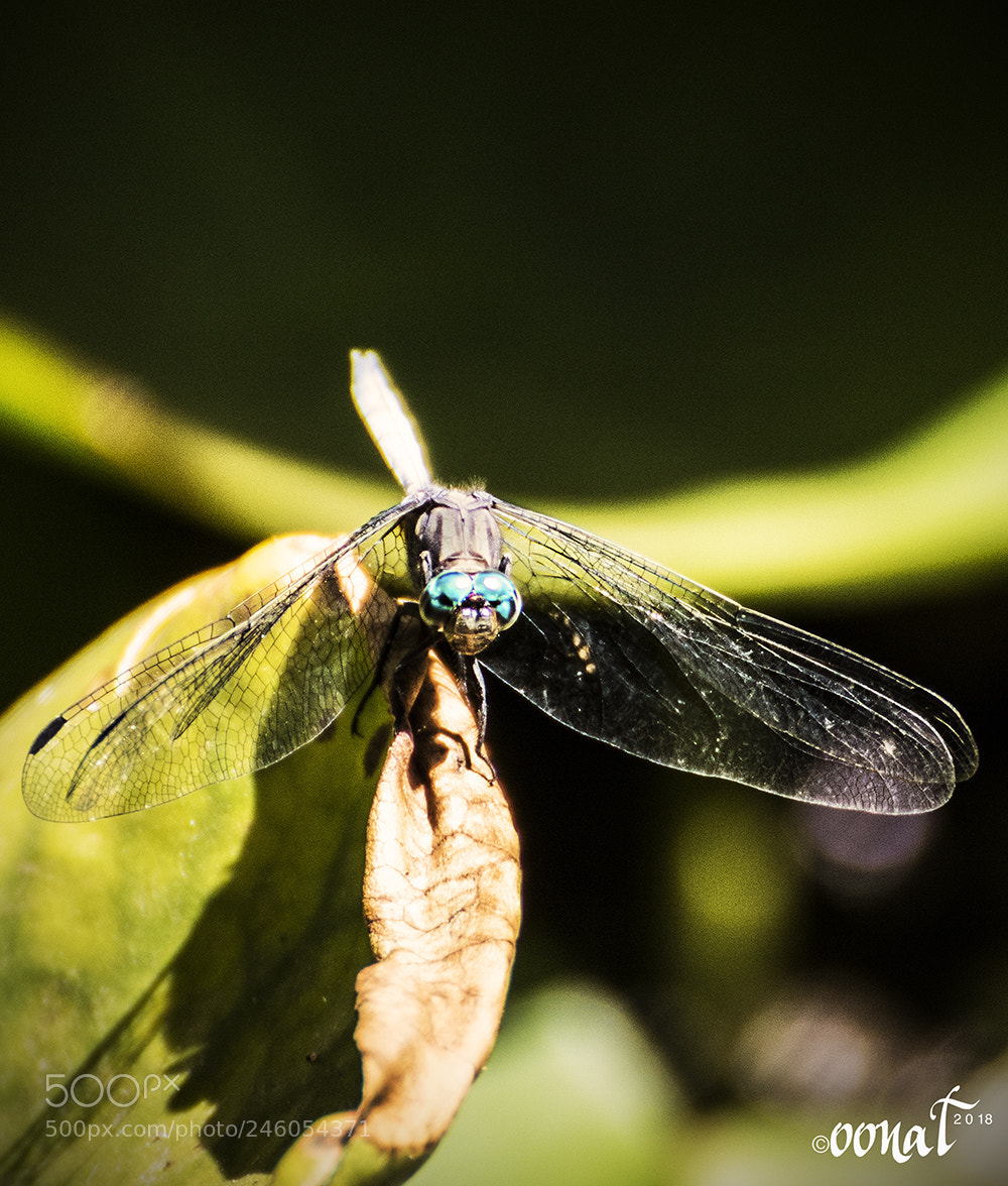 Canon EOS 750D (EOS Rebel T6i / EOS Kiss X8i) sample photo. Dragonfly photography